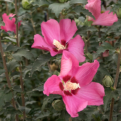 Credit: Doreen Wynja