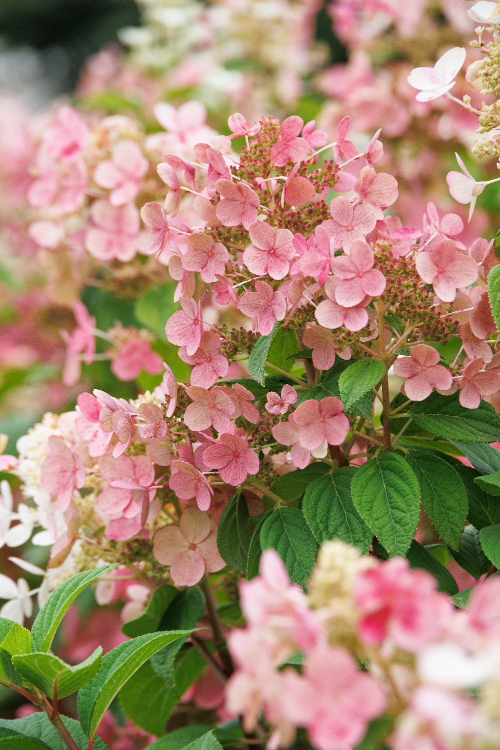 Credit: Doreen Wynja