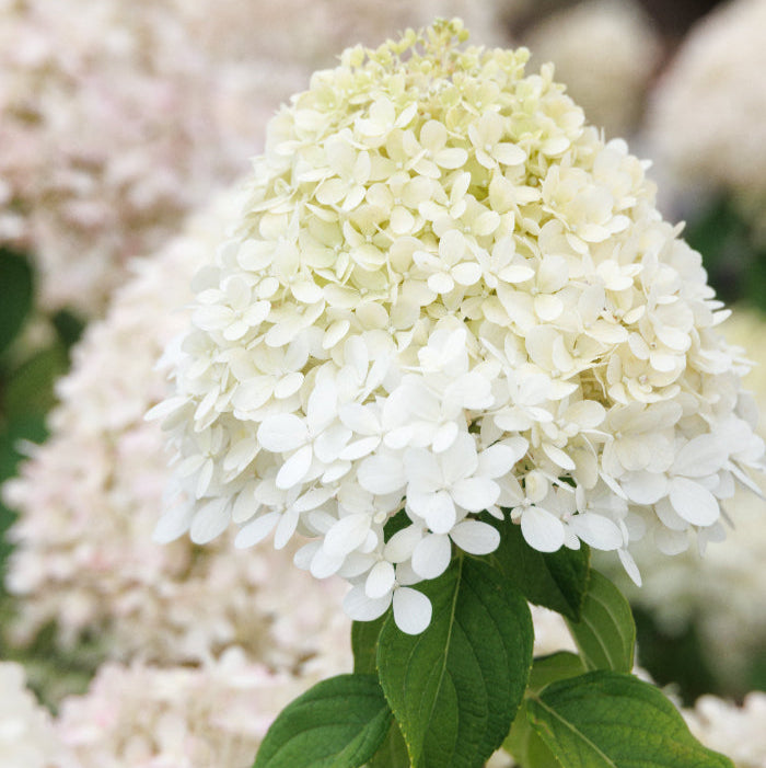 Credit: Doreen Wynja