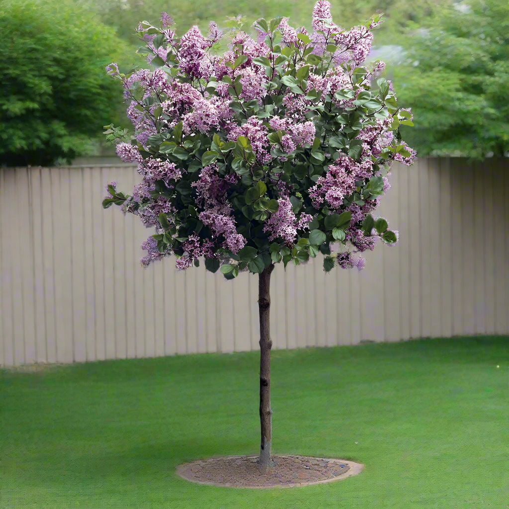 Palibin - Tree Lilac