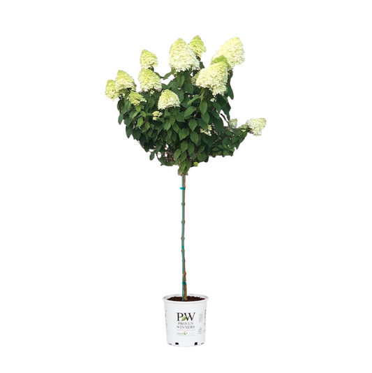 Limelight Hydrangea Tree