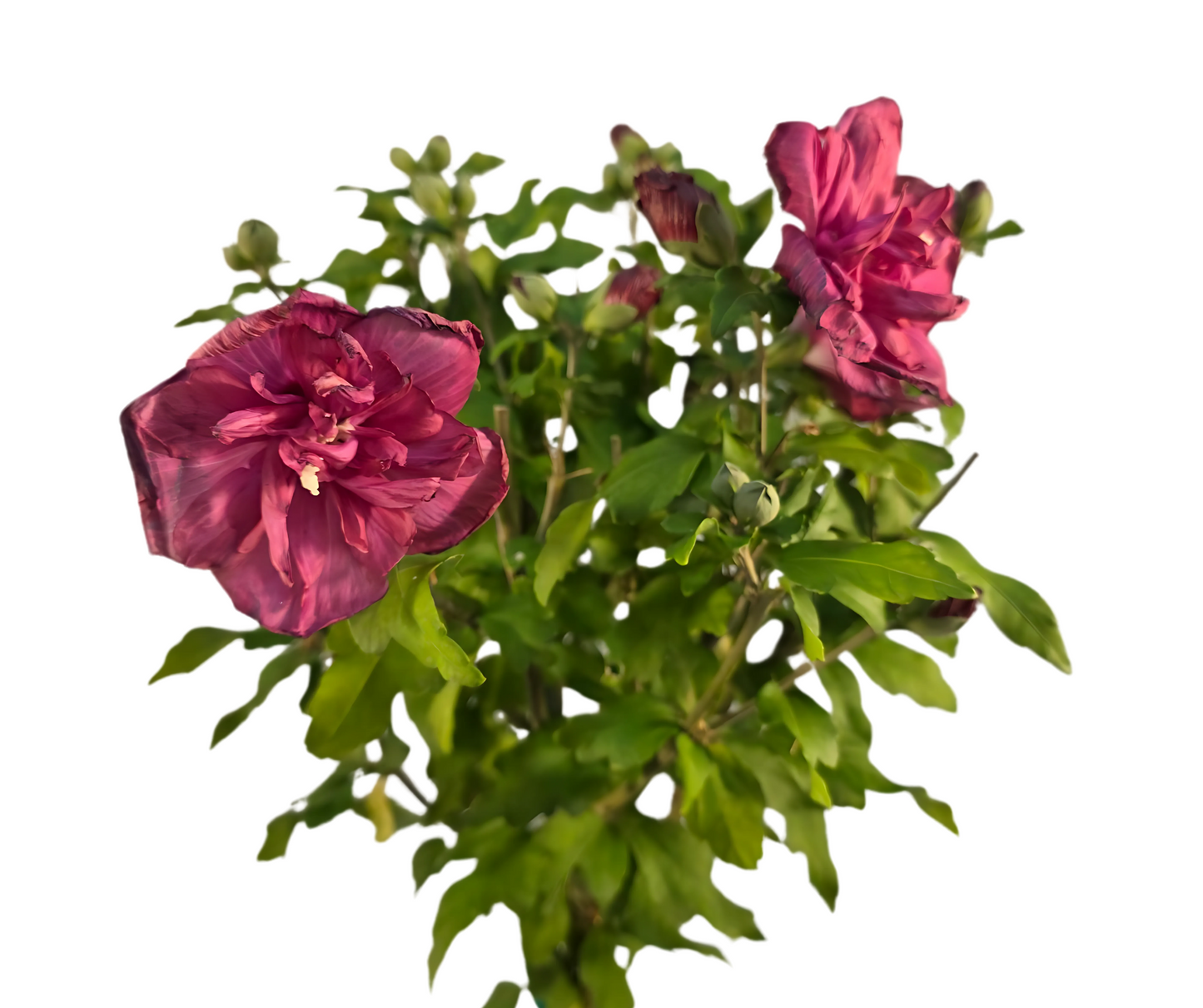 Magenta Chiffon Flower