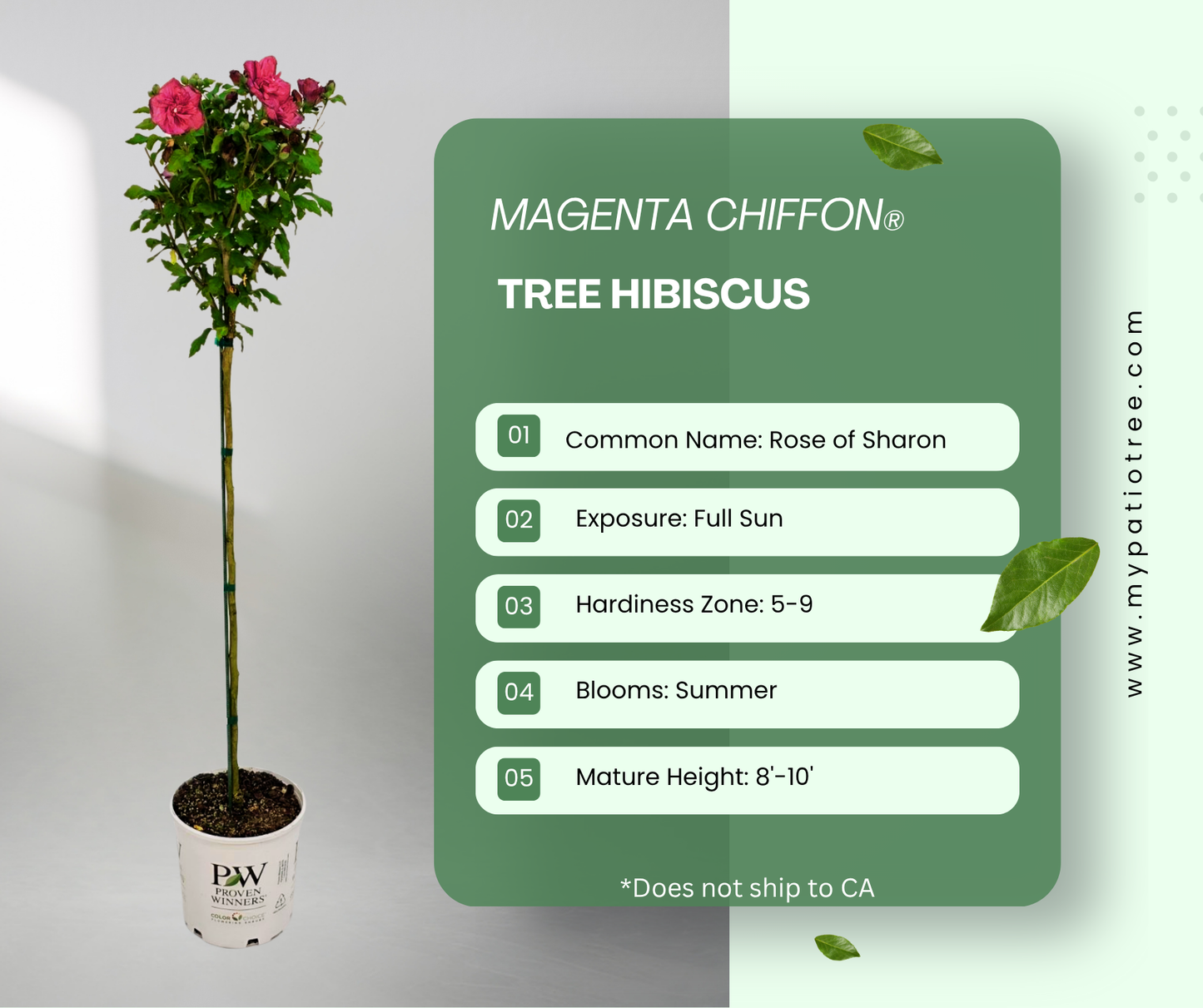 Magenta Chiffon® Tree Hibiscus