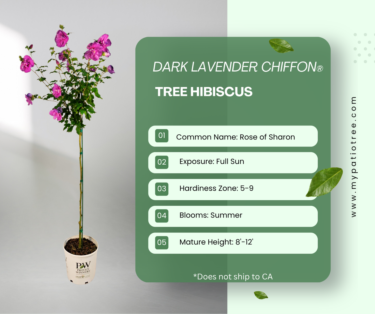 Dark Lavender Chiffon® Tree Hibiscus