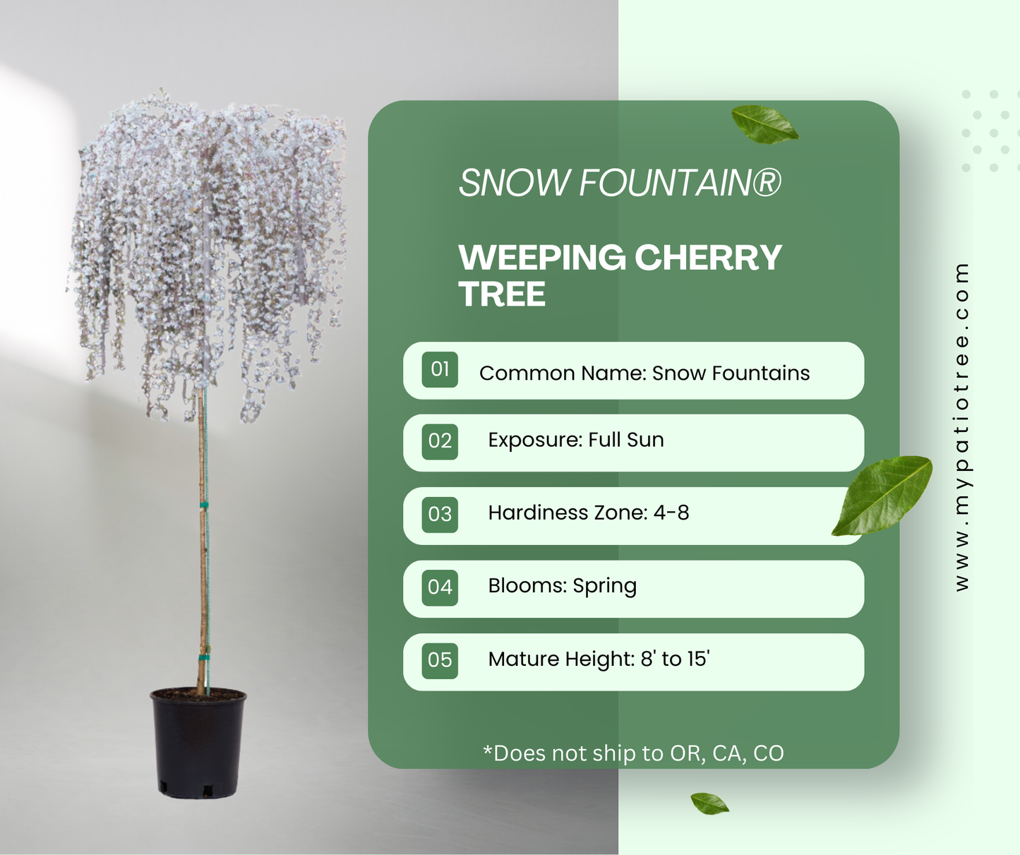 Snow Fountain® Weeping Cherry Tree