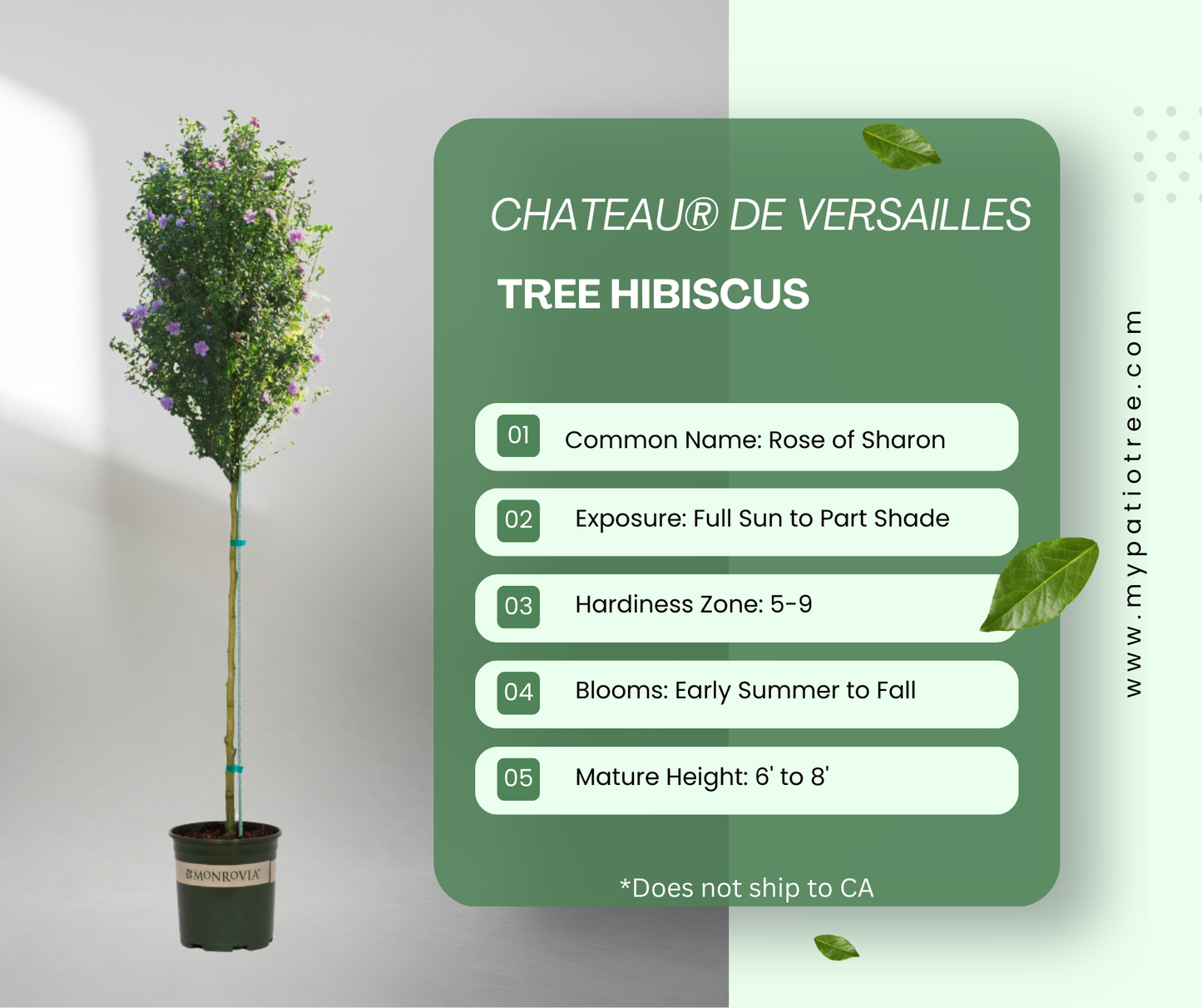 Chateau® de Versailles - Tree Hibiscus