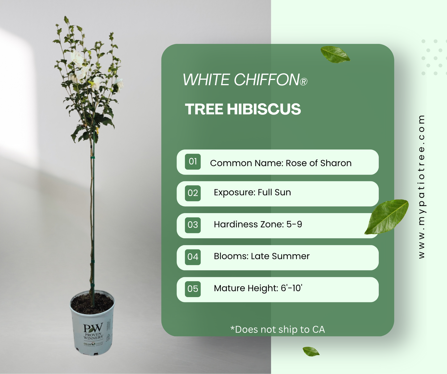 White Chiffon® Tree Hibiscus