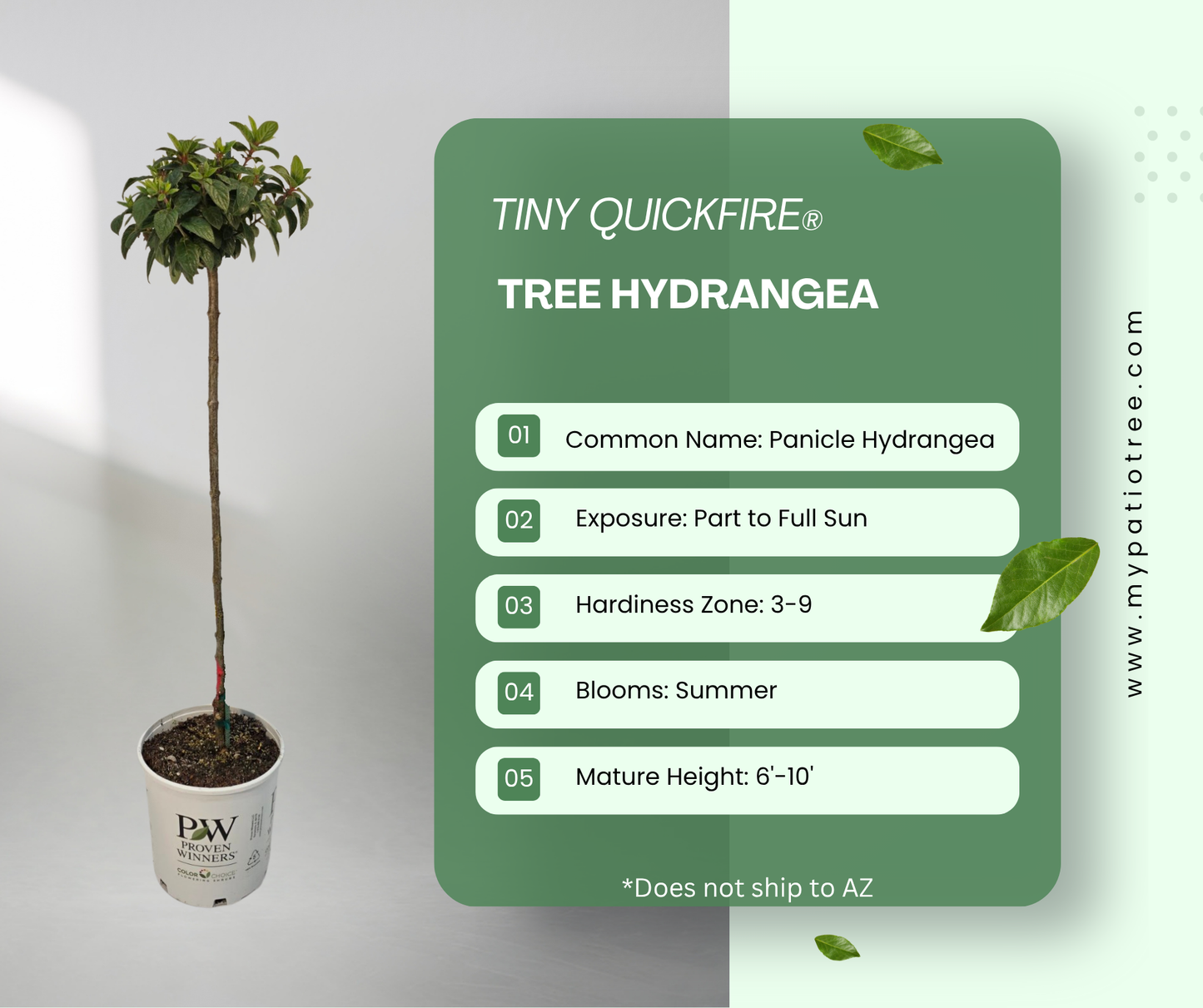 Tiny Quick Fire® Tree Hydrangea