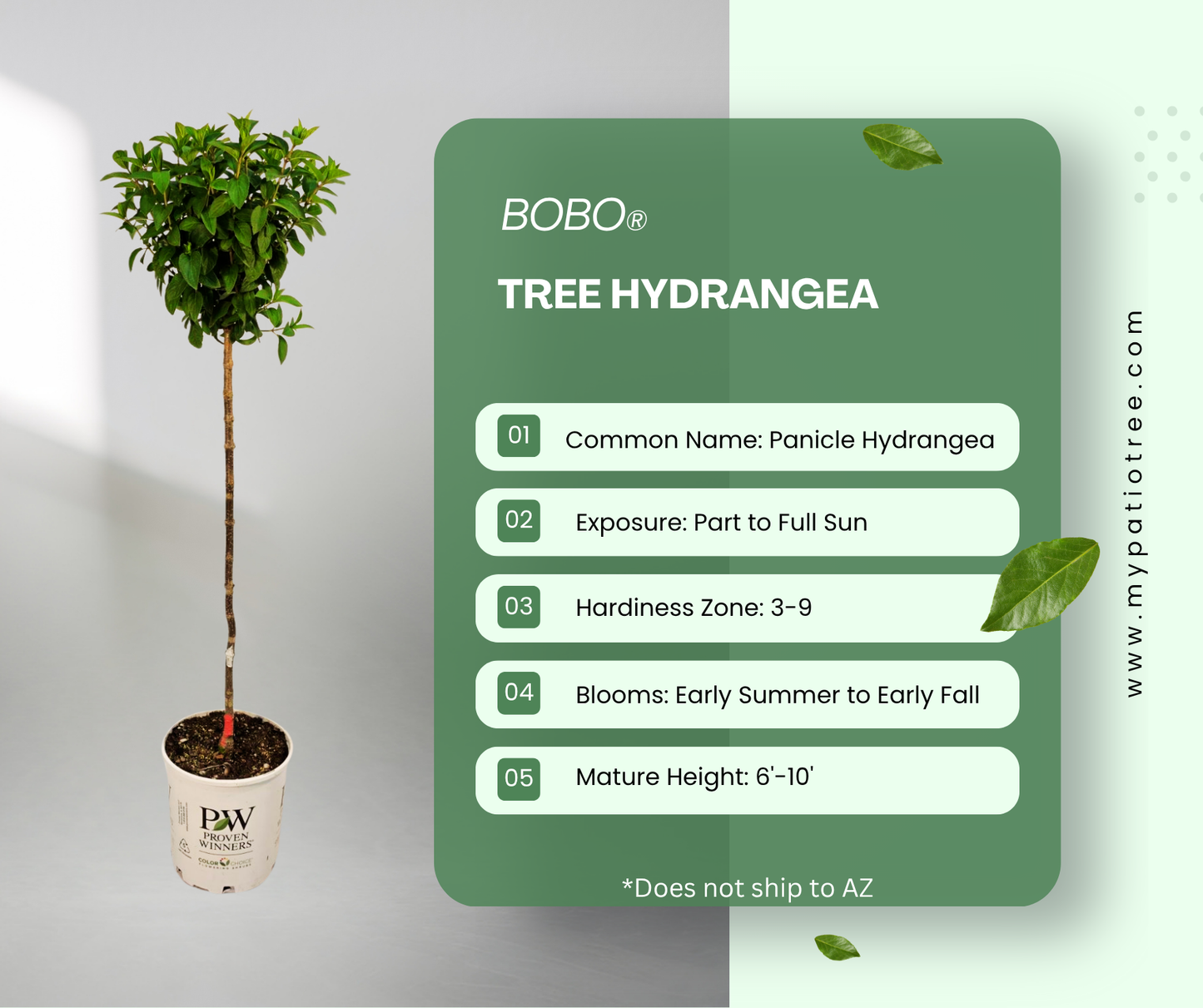 Bobo® Tree Hydrangea