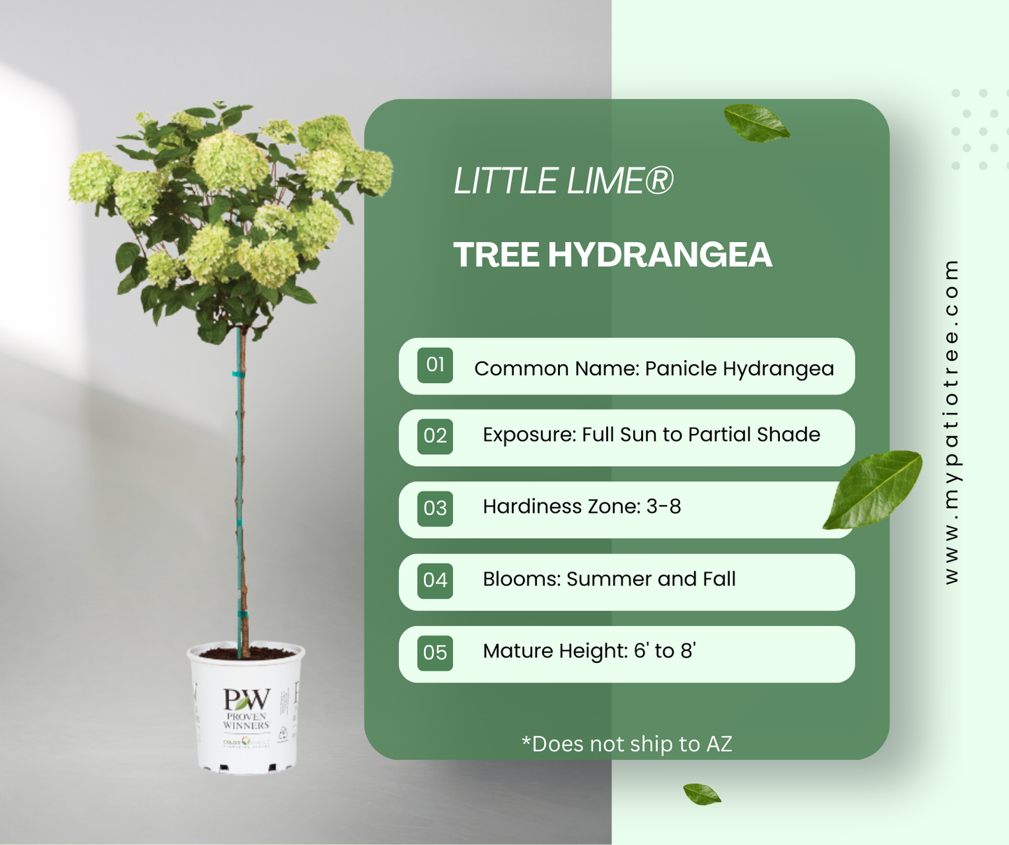 Little Lime® - Tree Hydrangea