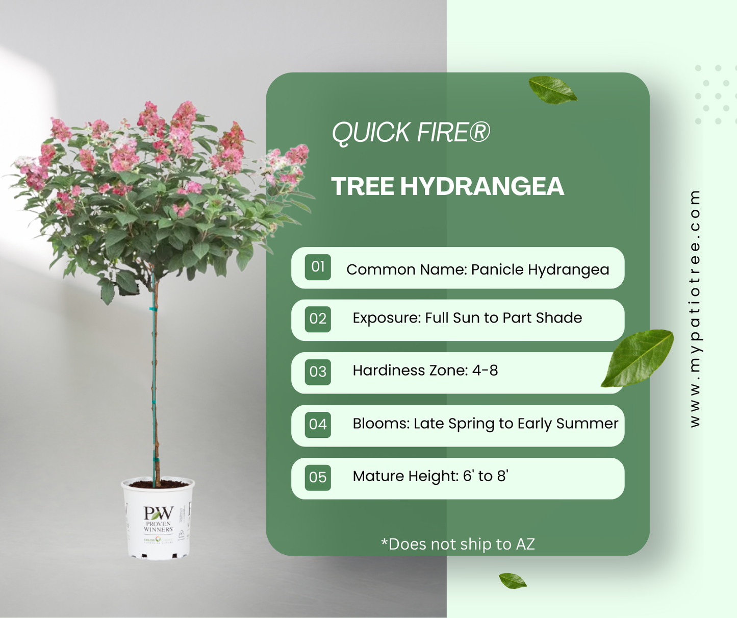 Quick Fire® - Tree Hydrangea