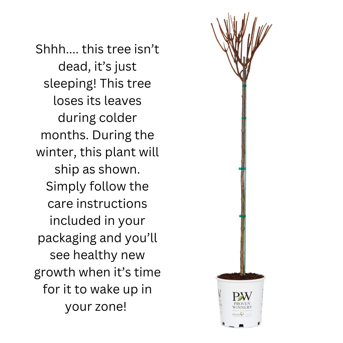 Credit: Doreen Wynja