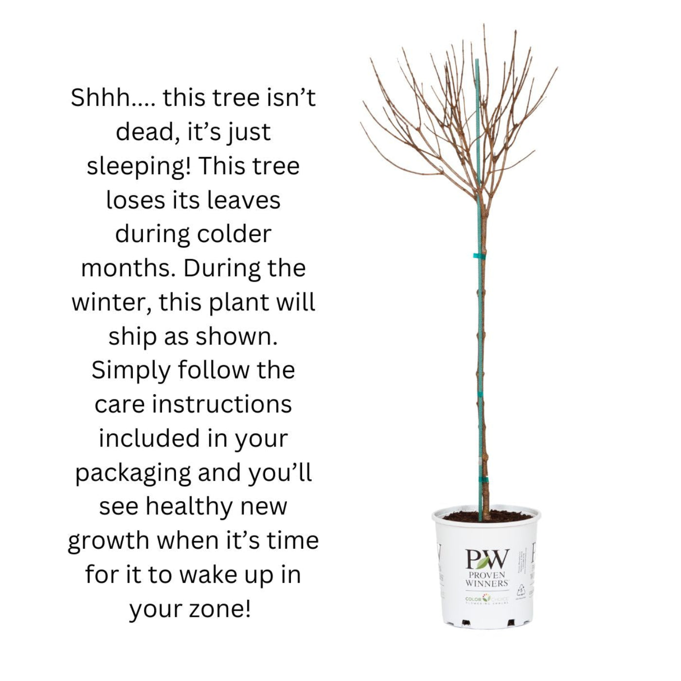 Credit: Doreen Wynja