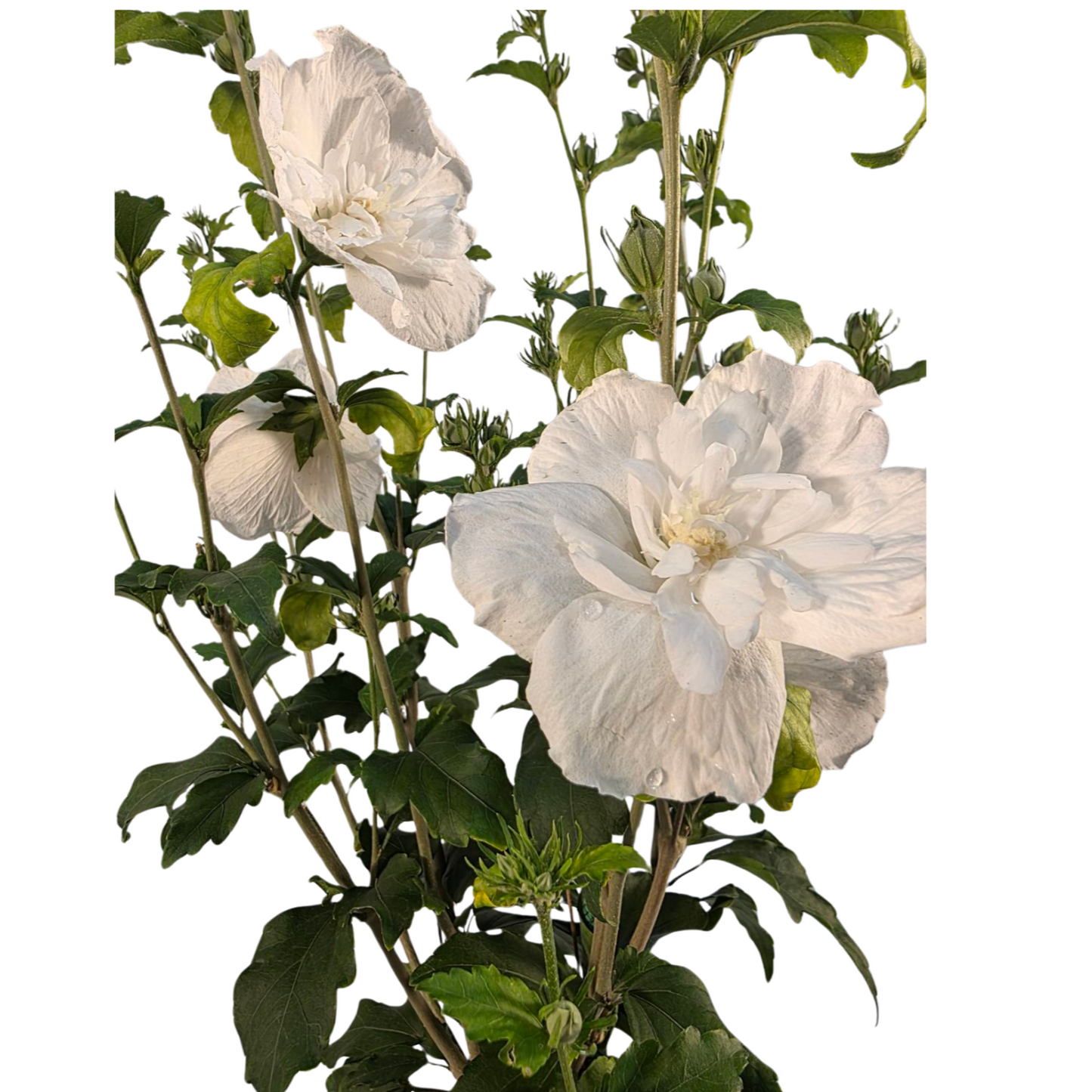 White Chiffon® Tree Hibiscus
