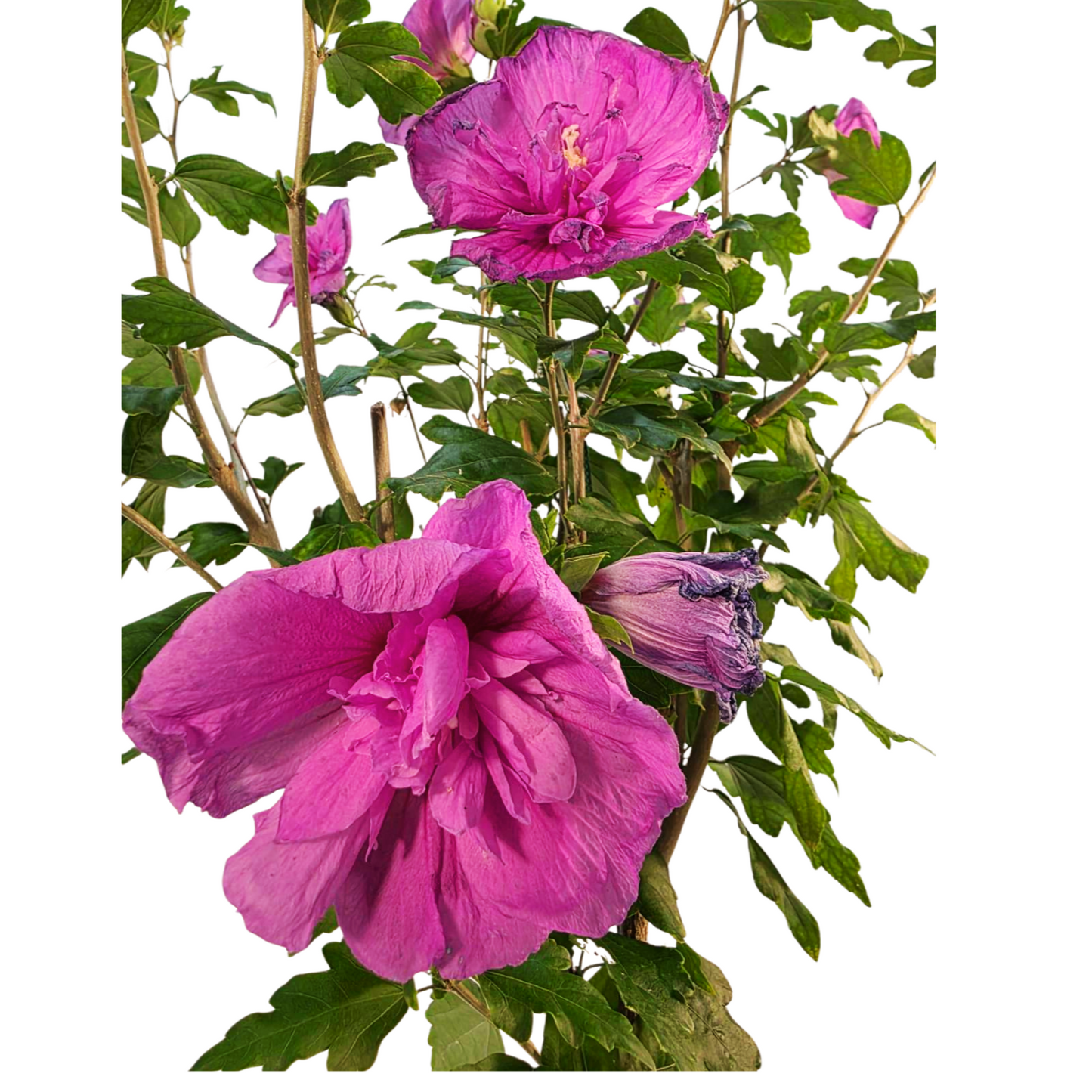 Dark Lavender Chiffon® Tree Hibiscus