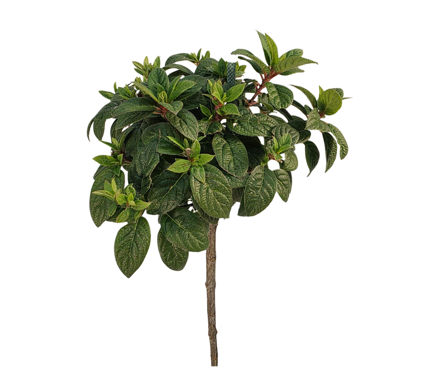 Tiny Quick Fire® Tree Hydrangea
