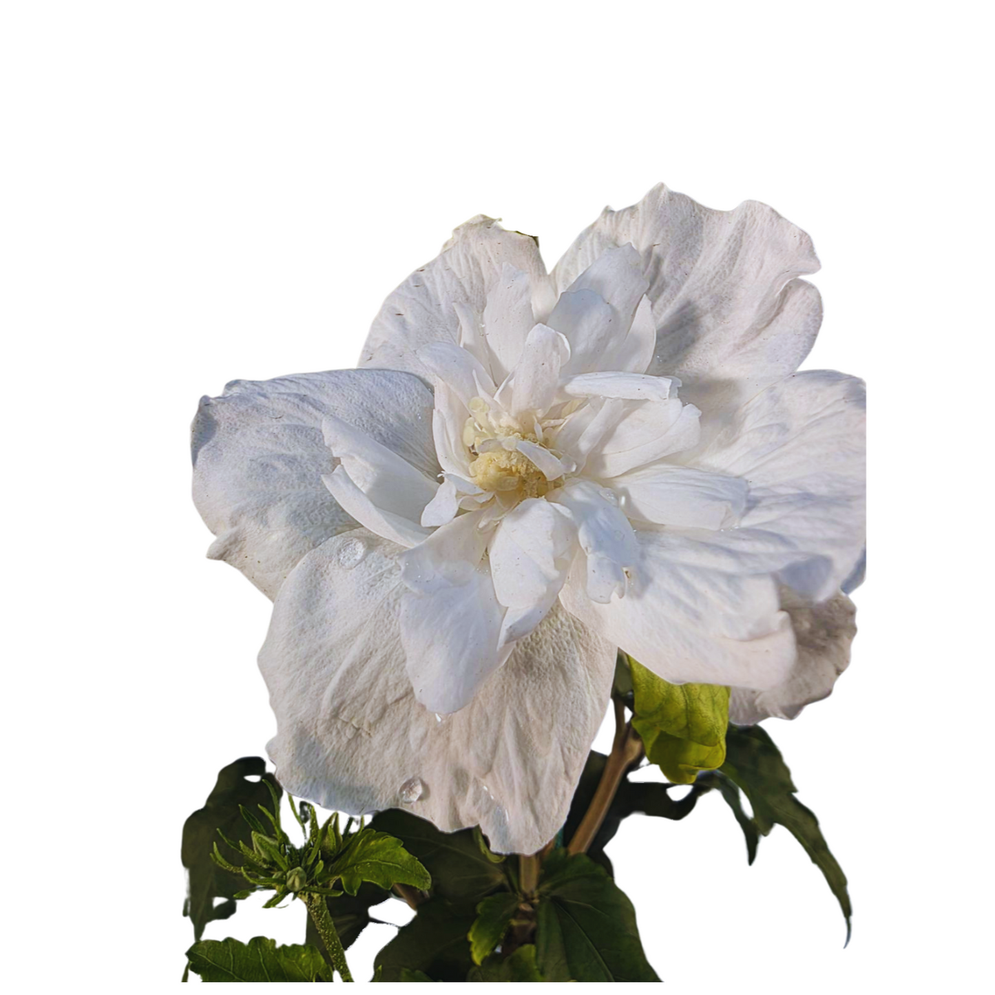 White Chiffon® Tree Hibiscus