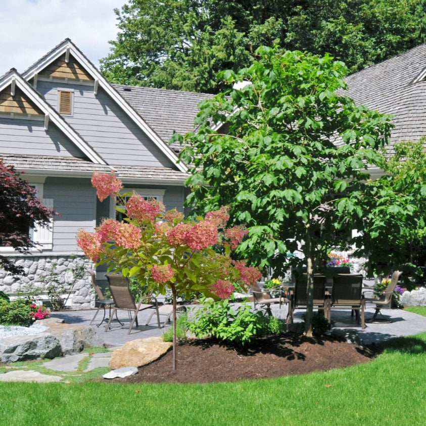 Fantasma - Hortensia de árbol