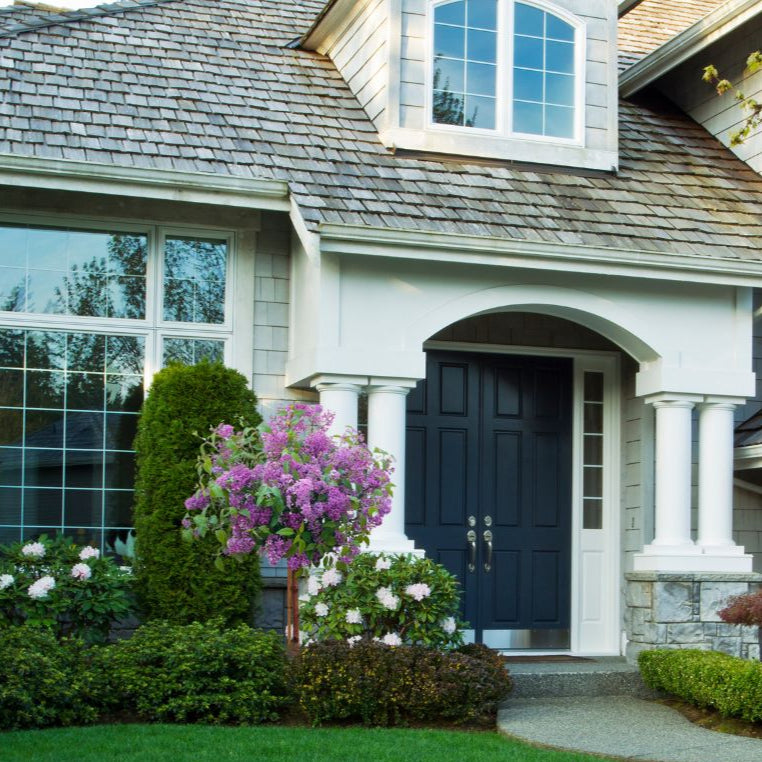 Bloomerang® Dark Purple - Tree Lilac