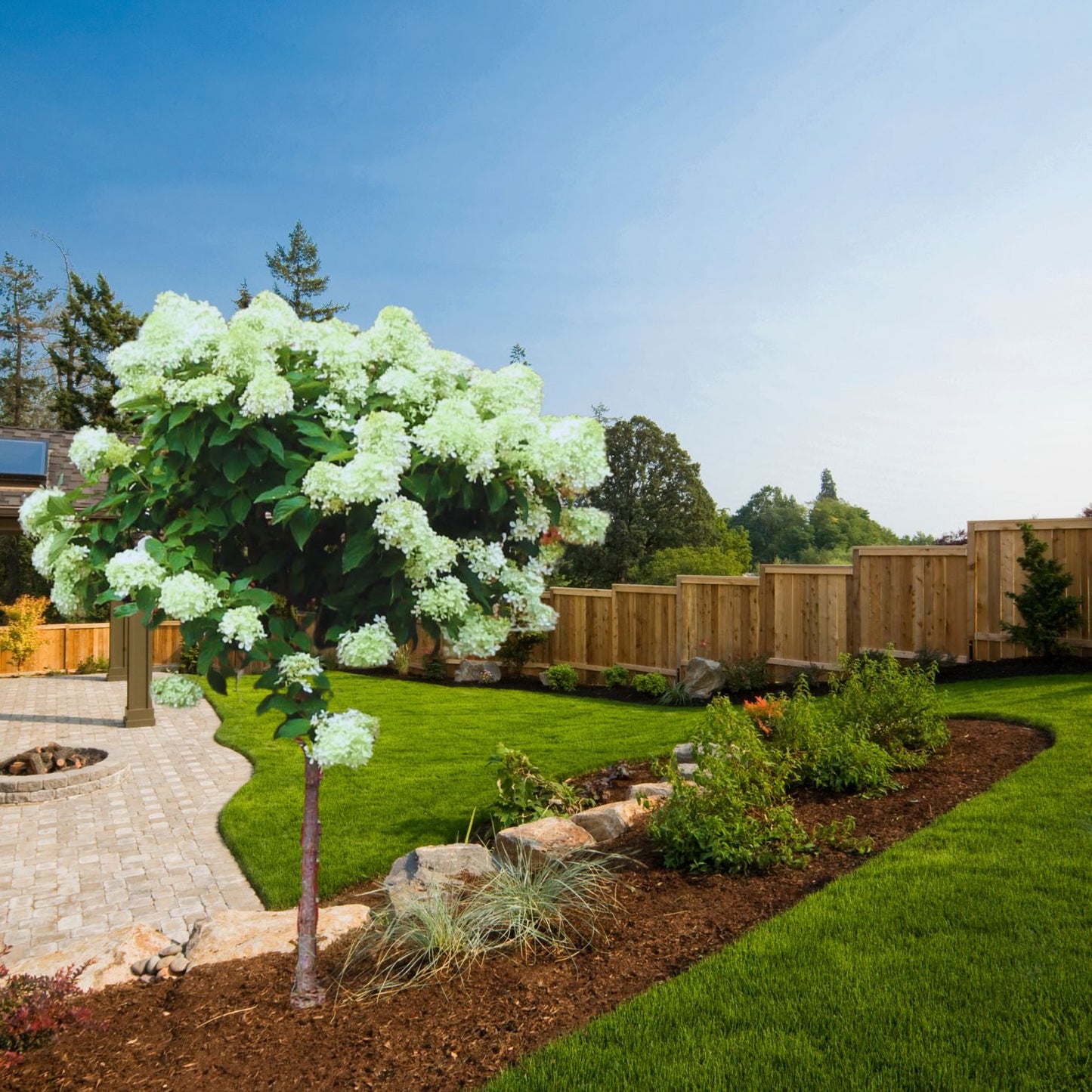 Little Lime® - Tree Hydrangea