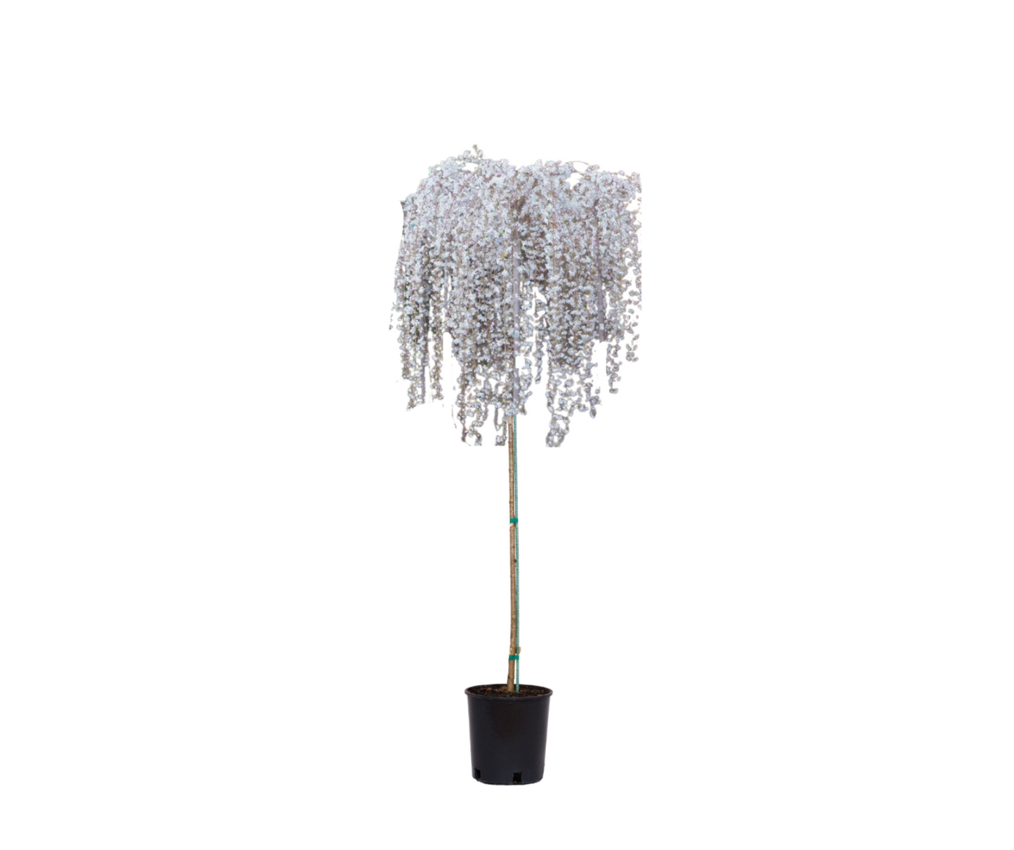 Snow Fountain® Weeping Cherry Tree