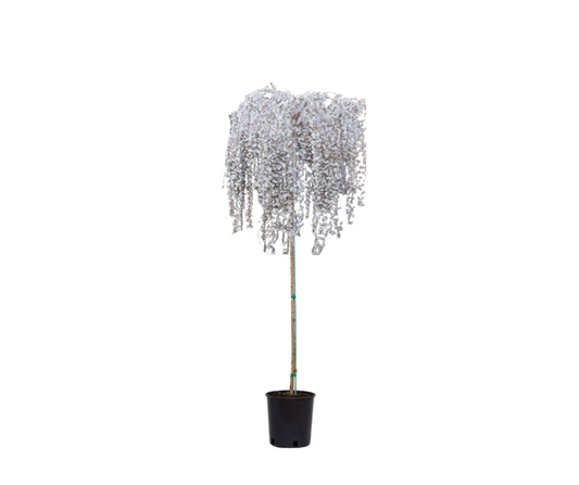 Snow Fountain® Weeping Cherry Tree