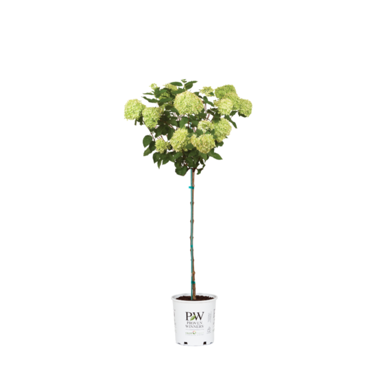Little Lime® - Tree Hydrangea