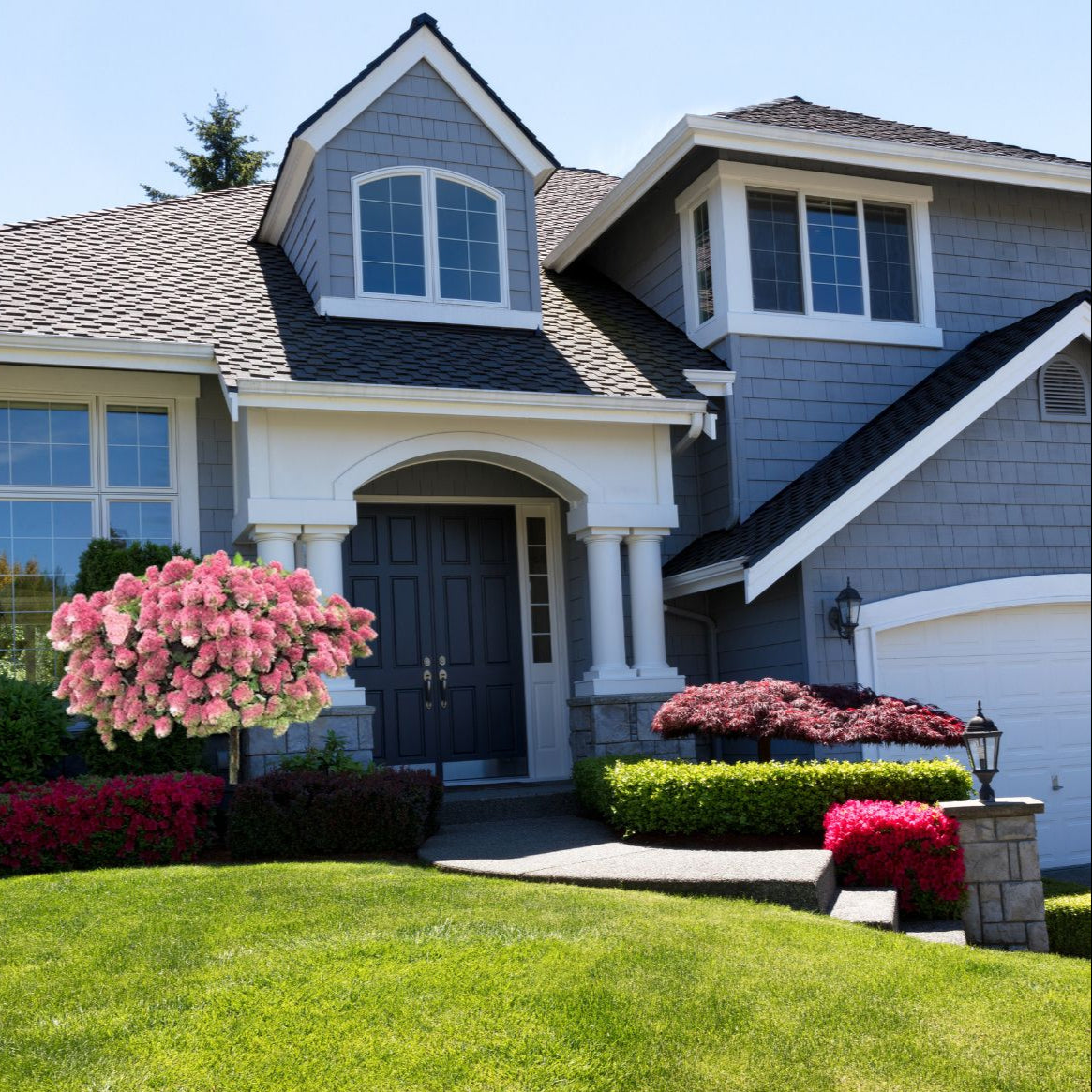 Quick Fire® - Tree Hydrangea