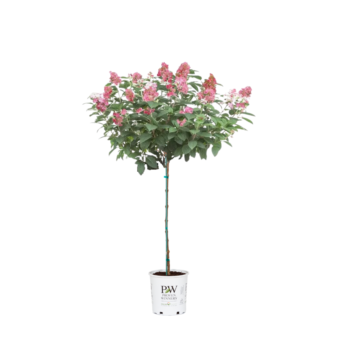 Quick Fire® - Tree Hydrangea