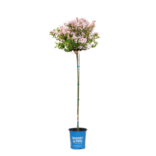 Pearl Potion™  - Tree Lilac