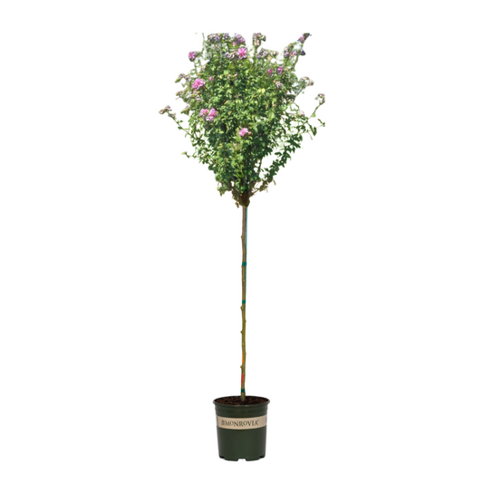 Chateau® de Chambord - Tree Hibiscus
