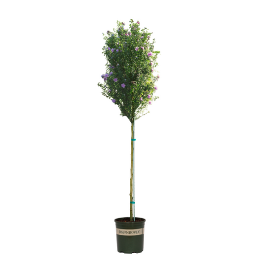 Chateau® de Versailles - Tree Hibiscus