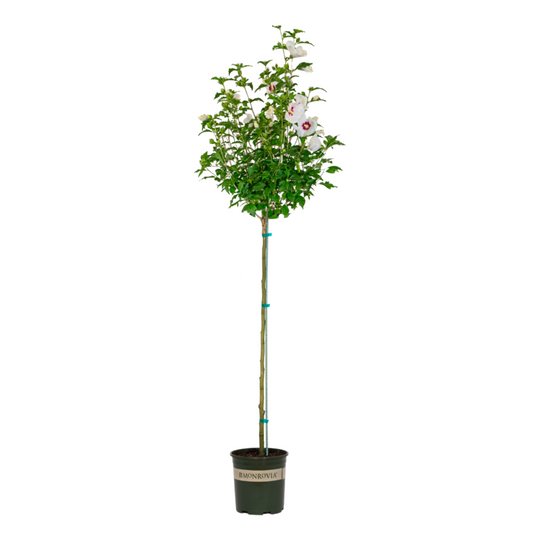 Chateau® de Chantilly - Tree Hibiscus