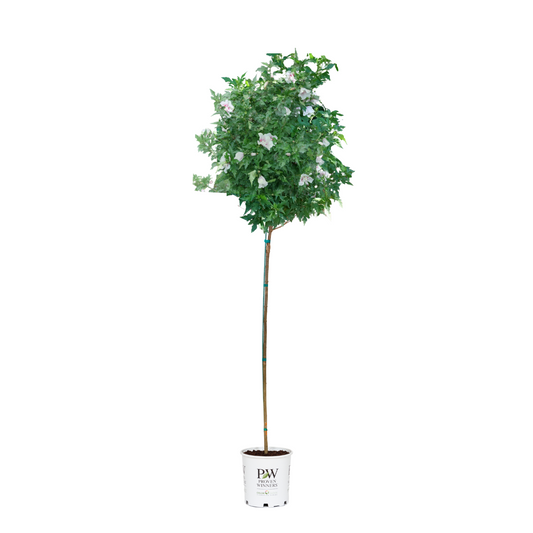 Starblast Chiffon® Tree Hibiscus