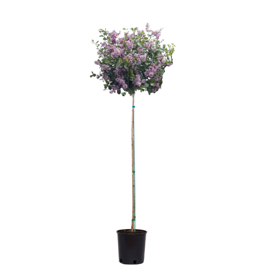 Palibin - Tree Lilac