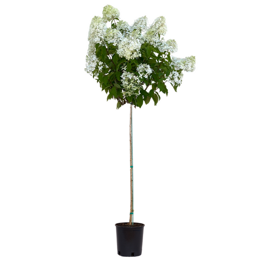 Phantom - Tree Hydrangea