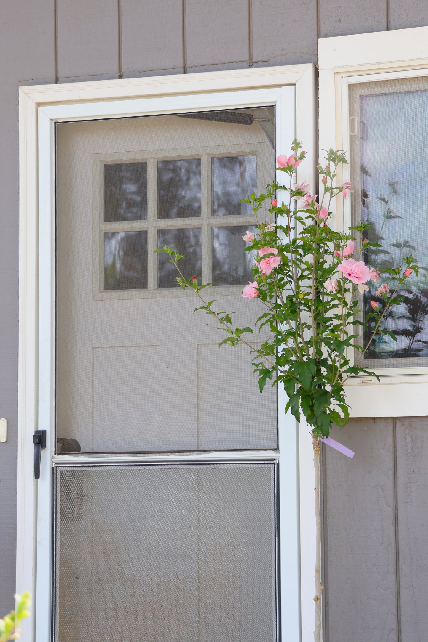 Pink Chiffon® Hibiscus