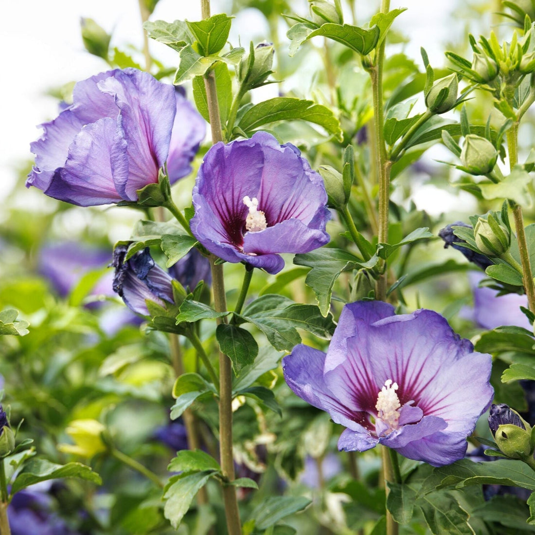 The Chateau™ Series - Elegance in Full Bloom
