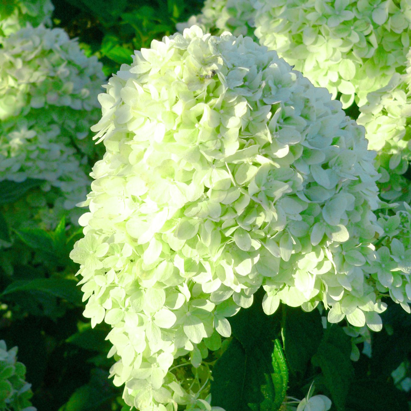 Hydrangea Trees