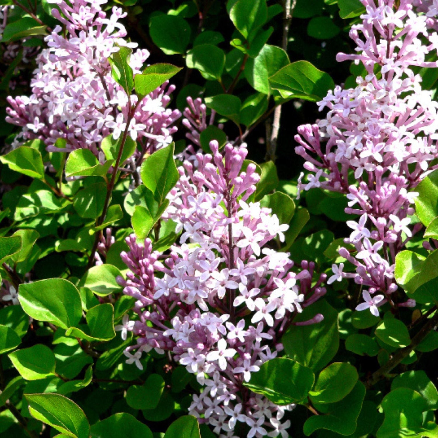 Lilac Collection