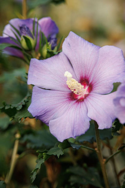 Azurri Blue Satin® Hibiscus