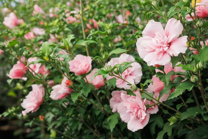 Pink Chiffon® Hibiscus