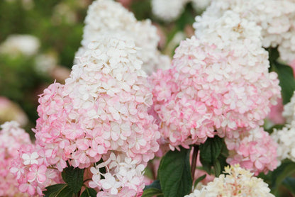 Vanilla Strawberry™ Hydrangea Tree