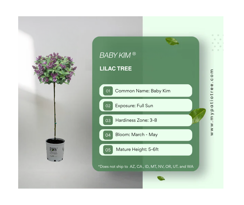 Baby Kim® Syringa