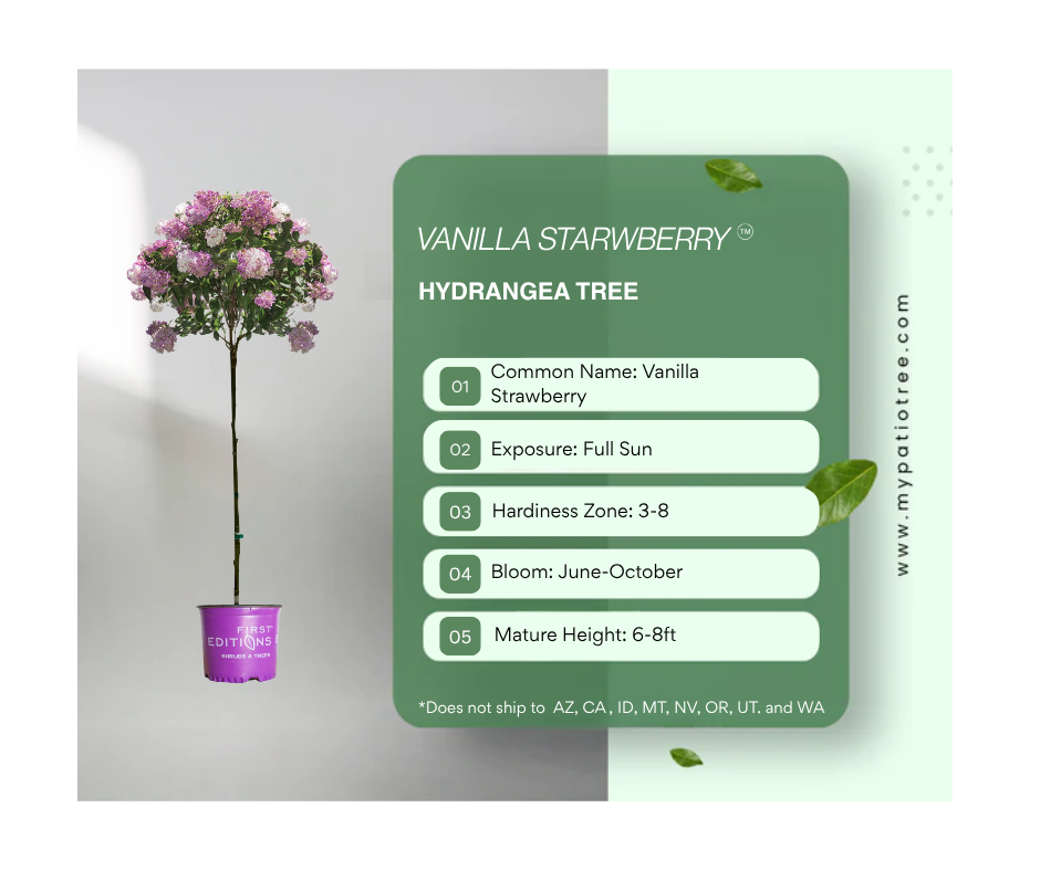 Vanilla Strawberry™ Hydrangea