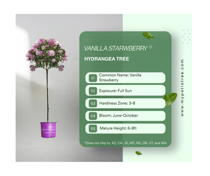 Vanilla Strawberry™ Hydrangea