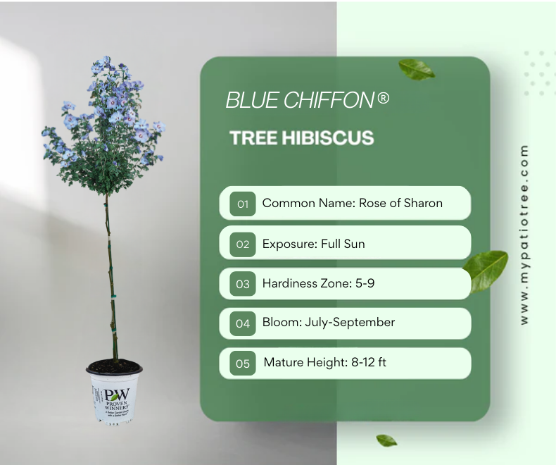 Blue Chiffon® Hibiscus