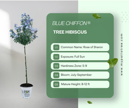 Blue Chiffon® Hibiscus
