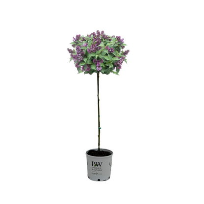 Baby Kim® Syringa