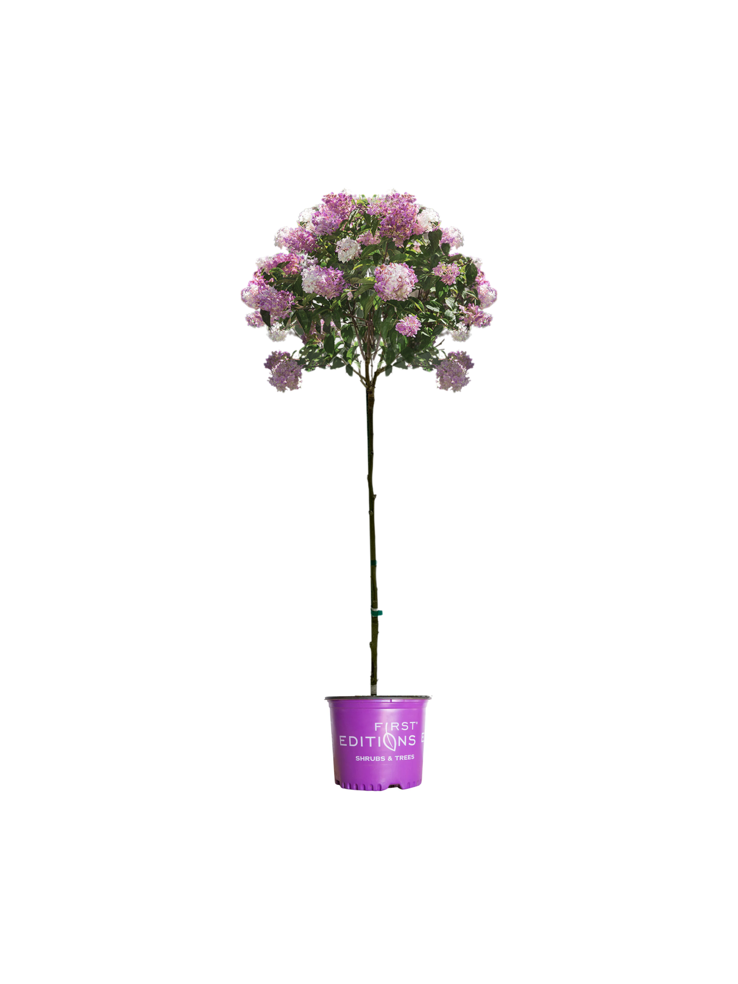 Vanilla Strawberry™ Hydrangea